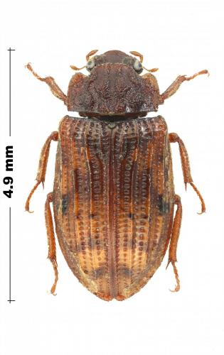 Réf. 221 469 : Helophorus porculus